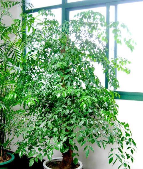 幸福树掉叶子该怎么办（有关掉叶的解决方式）