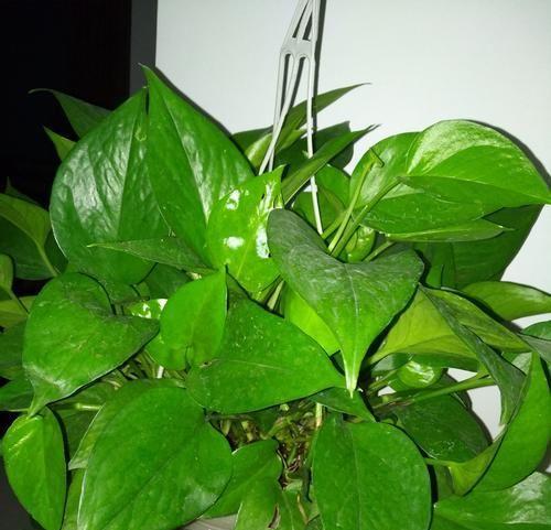 绿萝的花语与寓意（探寻绿萝的内涵与象征）