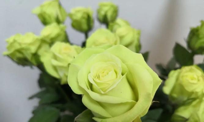 探寻绿玫瑰的真正花语（揭示绿玫瑰所代表的情感和意义）
