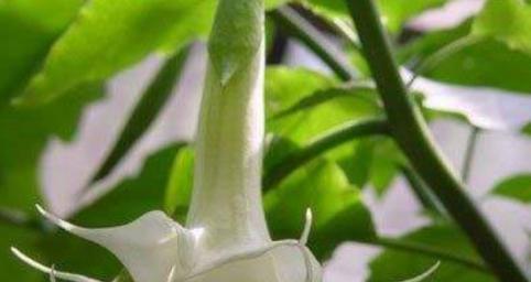 绿色曼陀罗花语（探寻曼陀罗花的内涵）