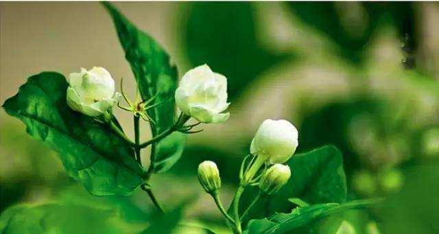 绿菟葵的花语与其美丽传说（探寻绿菟葵的花语之美）