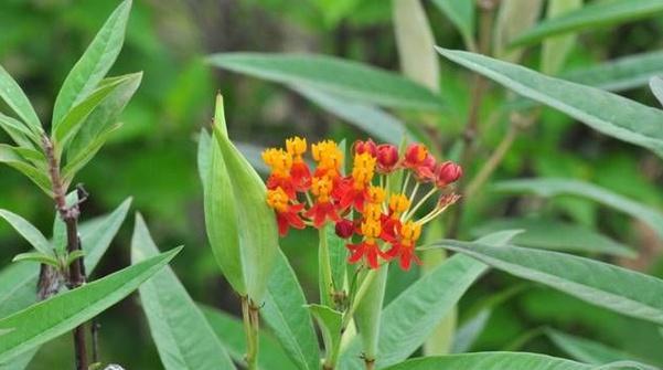 以马利筋花语之美——守望爱的象征(深入探索以马利筋花语)