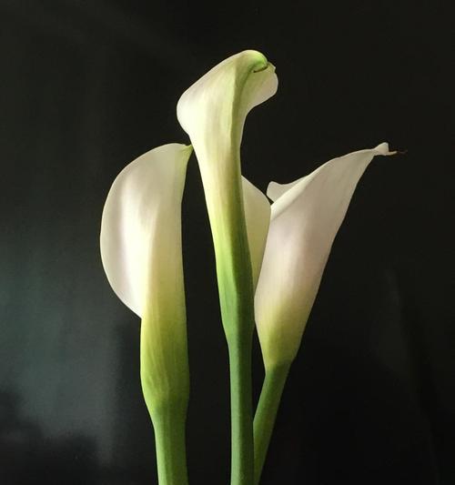 马蹄莲花语与其美好寓意（探寻马蹄莲花的寓意与意义）