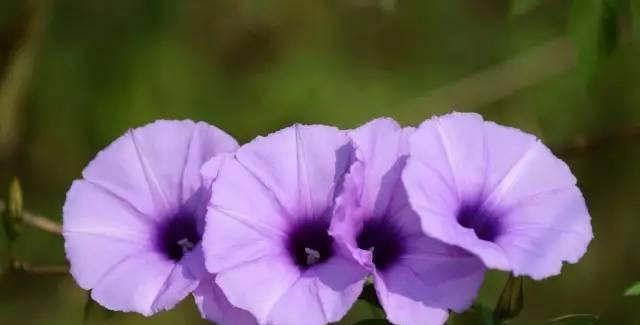 以玛格烈菊花的花语及寓意（揭秘以玛格烈菊花的十种不同花语）