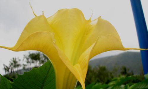 曼陀罗花（揭开曼陀罗花背后的寓意与故事）