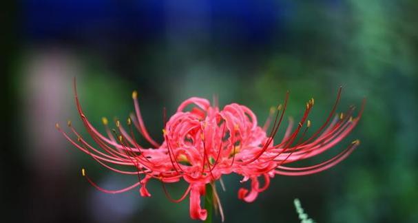 曼珠沙华花语的寓意与意义（探寻曼珠沙华花语）