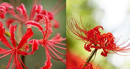 曼珠沙华花语的寓意与意义（探寻曼珠沙华花语）