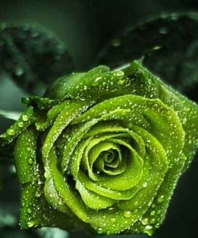 玫瑰的花语之不同颜色的含义（探秘玫瑰花的神秘语言——从颜色看花语）
