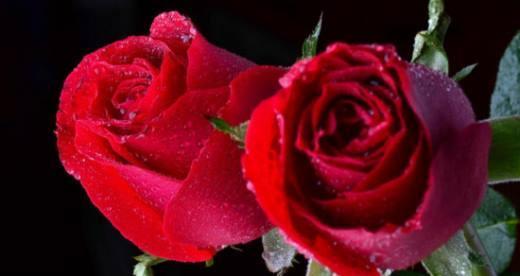 玫瑰的花语之不同颜色的含义（探秘玫瑰花的神秘语言——从颜色看花语）