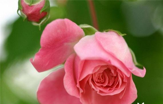 玫瑰的象征意义及美丽传说（探索玫瑰的寓意与故事）