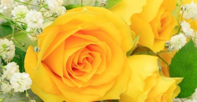 11朵玫瑰花语的深刻含义（探寻玫瑰花语中的浪漫与情感）