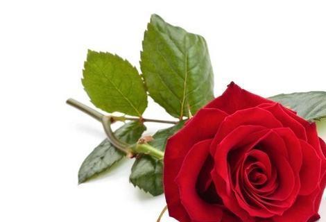 红玫瑰的象征意义（探索一支红玫瑰所传达的情感和寓意）