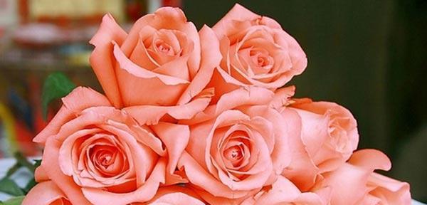 玫瑰花的花语和象征意义（玫瑰花所代表的情感和寓意）