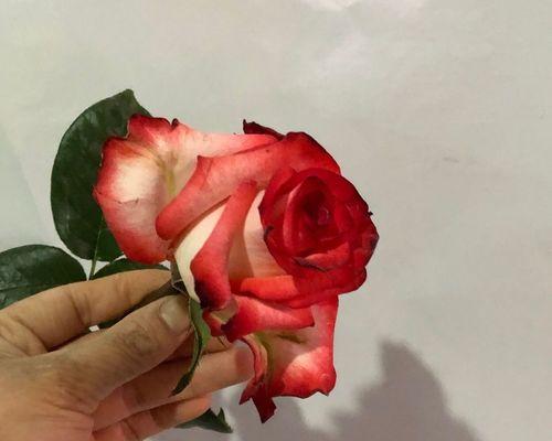玫瑰花的含义与象征（揭示玫瑰花所代表的情感和象征意义）