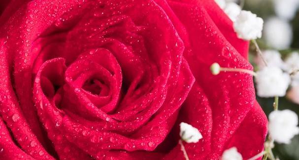 玫瑰花的含义与象征——鲜花背后的情感密码（走近玫瑰的芬芳世界）