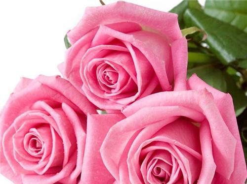 玫瑰花的含义与象征——鲜花背后的情感密码（走近玫瑰的芬芳世界）
