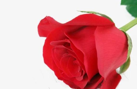 玫瑰之美（瑰丽的花朵中蕴含的深意与情感）