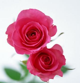 玫瑰的花语与寓意（一朵玫瑰的含义如诗如画）