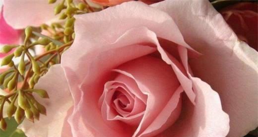 十一朵玫瑰的花语——爱的告白（十一朵玫瑰传递着深情厚意）
