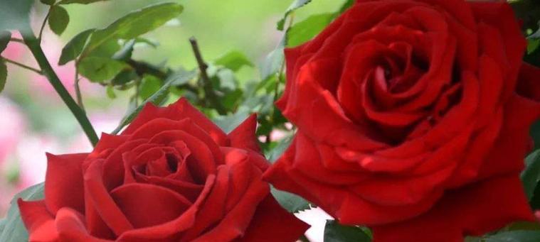 十一朵玫瑰的花语（用花言著爱情的美丽旋律）