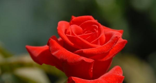 玫瑰花的含义及象征意义（探究玫瑰的多样含义与美好象征）