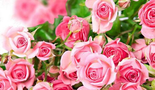 玫瑰花的花语之不同颜色的含义（探索玫瑰花不同颜色背后的深意）