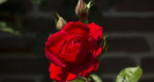 玫瑰花的象征意义（玫瑰花）