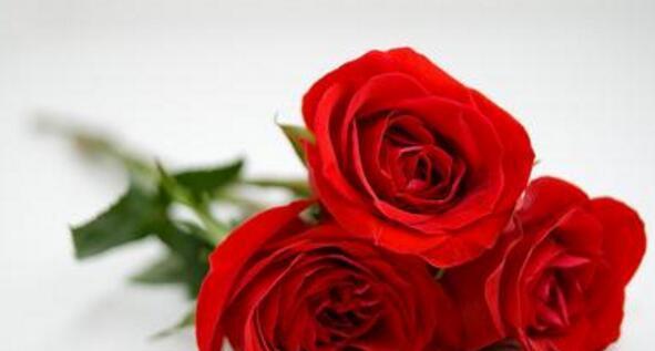玫瑰花的象征意义及文化价值（探寻玫瑰花在不同文化中的重要地位）