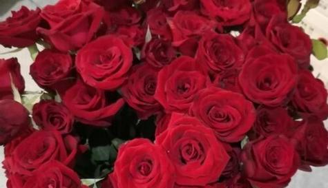 16朵玫瑰花的花语与寓意（以16朵玫瑰花传达的深情表达与浪漫爱意）
