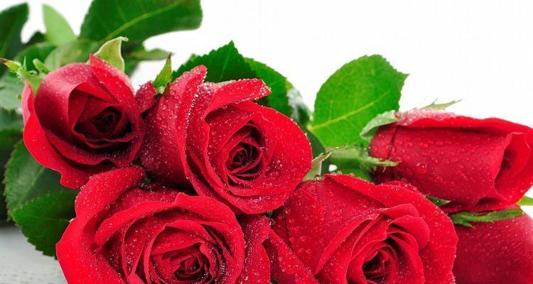 红玫瑰花语（用33朵红玫瑰传递的浪漫与承诺）