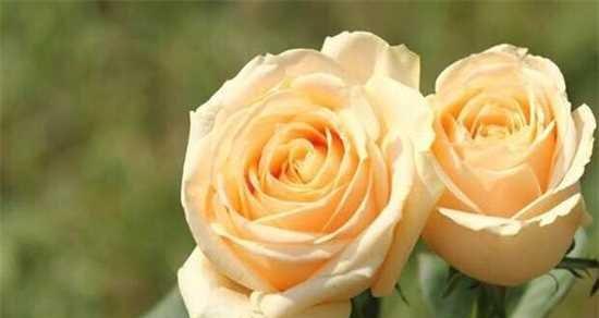 玫瑰花的象征意义及其鲜花语言（探寻玫瑰花的浪漫与深情）