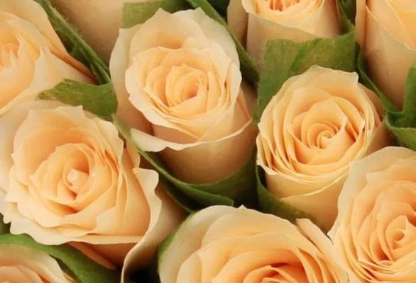 玫瑰花的寓意和花语（了解玫瑰花所传递的情感和象征意义）