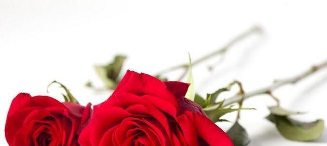 玫瑰花的寓意与花语数量（探索玫瑰花背后的象征意义与数量讯息）
