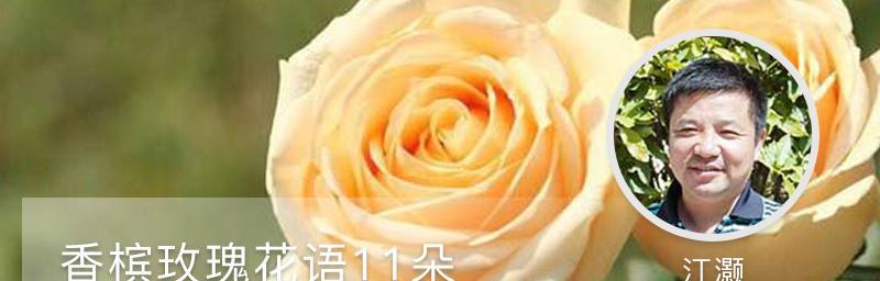 探寻玫瑰花花语的深意（玫瑰花传递的情感与意象）