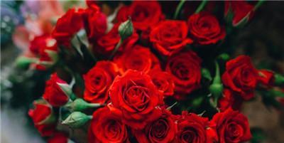 玫瑰花的寓意与象征意义（玫瑰花的语言——以花朵数目为线索）