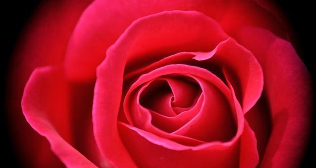 玫瑰花的数量代表的意义（解读玫瑰花数量所传达的情感和含义）