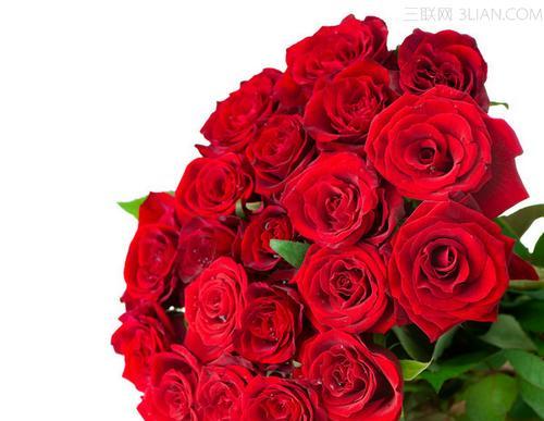 玫瑰花的数量与情人节的含义（探究情人节玫瑰花数量所蕴含的深意）