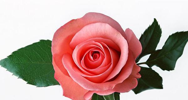 玫瑰花的颜色与象征意义（探究玫瑰花颜色所代表的情感和含义）