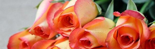 玫瑰花的颜色与含义（揭秘玫瑰花的色彩密码）
