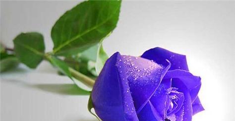 玫瑰花的颜色与寓意（探索玫瑰花颜色的象征意义）