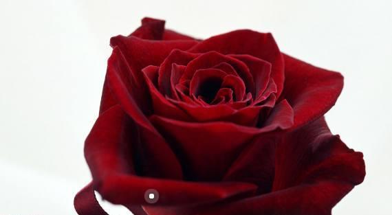 玫瑰花颜色的寓意（探秘玫瑰花各颜色所代表的含义）