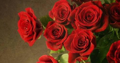 玫瑰花的寓意与象征意义（深入探究玫瑰花的丰富寓意和文化象征）