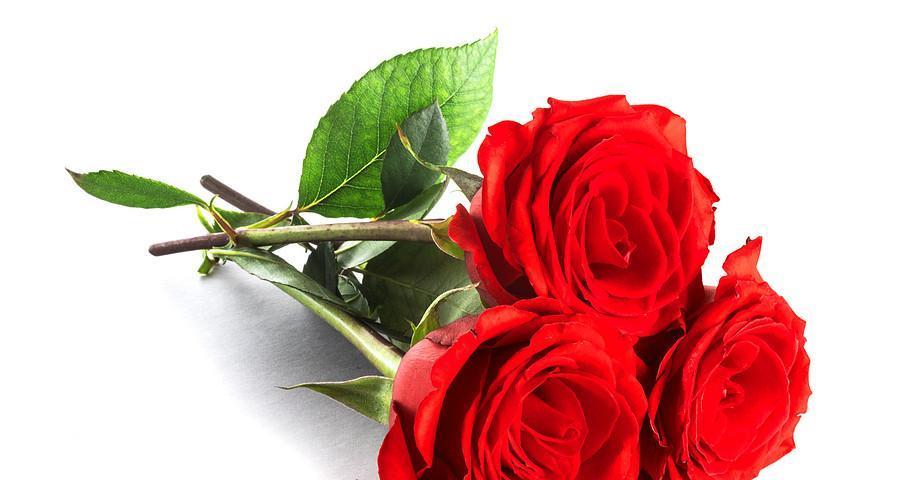 玫瑰之意——以玫瑰送几支的寓意（玫瑰花数量的象征意义与传递情感）
