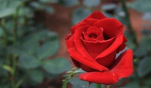 以玫瑰颜色代表的花语（探索玫瑰颜色所蕴含的情感与含义）