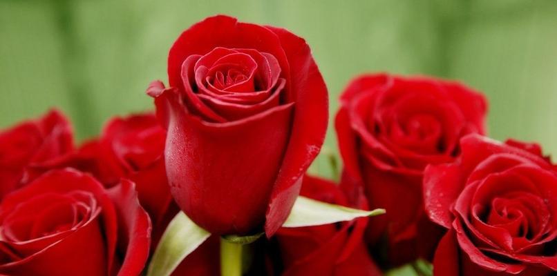 玫瑰颜色的意义和象征（探寻玫瑰花不同颜色所代表的情感和含义）