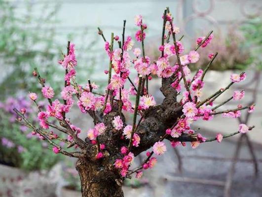梅花的精神象征意义——生命的坚强与美丽(梅花的力量与坚守)