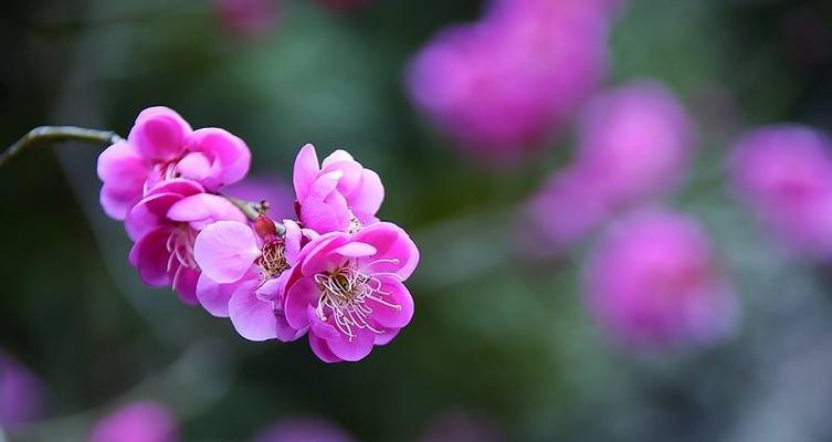 梅花的寓意与花语——寒冬中的坚韧与希望（赏析梅花）