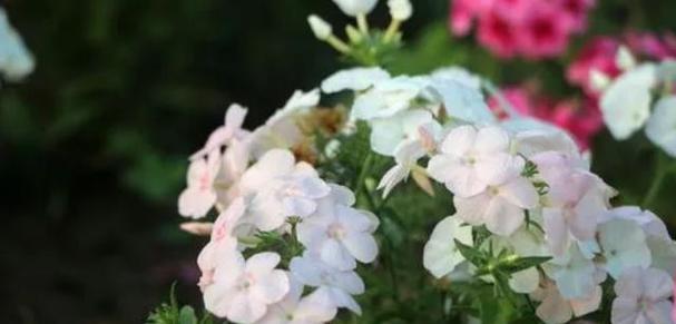 美人樱的花语与意义（美人樱的花语之秘）