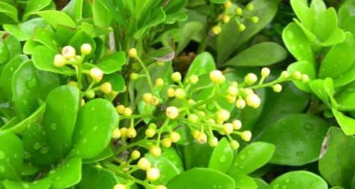 米兰花的花语与传说（探索米兰花的秘密和神秘背后的故事）