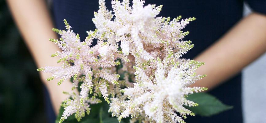 米兰花的花语与传说（探索米兰花的秘密和神秘背后的故事）